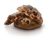 Snippets - The Oatmeal Raisin Rockstar